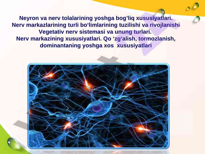 Neyron va nerv tolalarining yoshga bog’liq xususiyatlari
