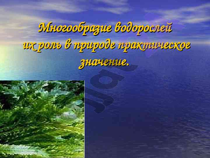Ролъ водорослей в природе и их значение