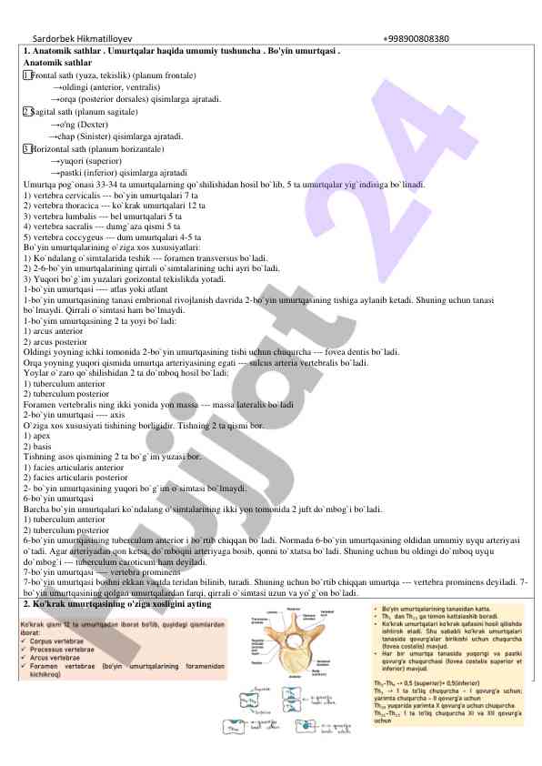 Anatomik sahlarda umurtqalar haqida tushunchalar
