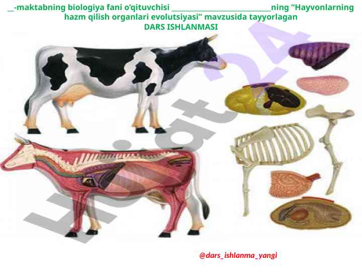 Hayvonlarning hazm qilish organlari evolutsiyasi