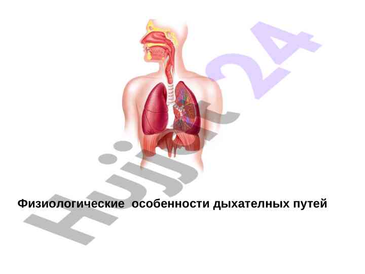 Физиологические особенности дыхания человека