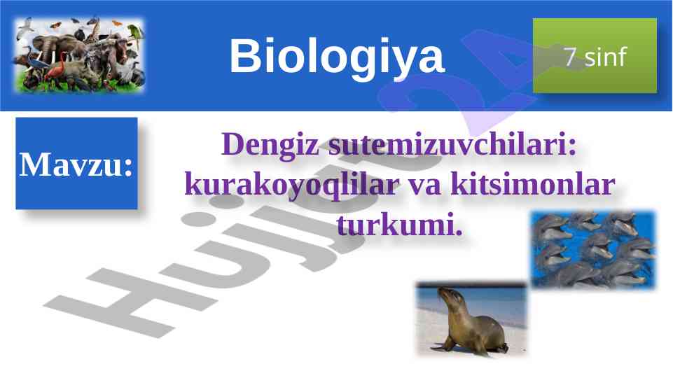 Dengiz sutemizuvchilari: kurakoyoqlilar va kitsimonlar