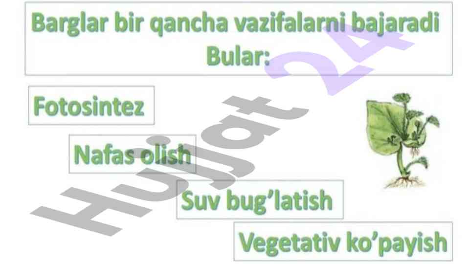 O’simliklar h2o bandli va bandsiz tahlili