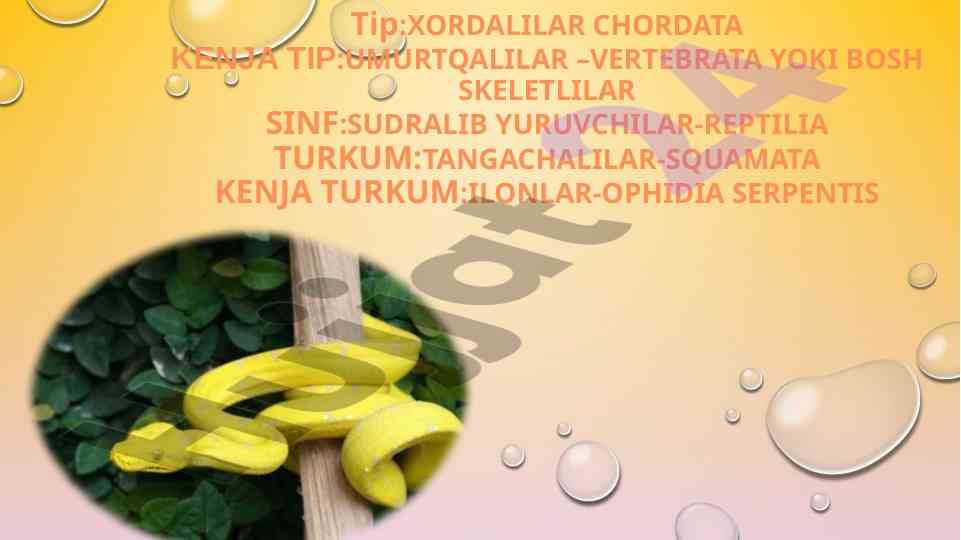 Ilonlarning turlari va xususiyatlari