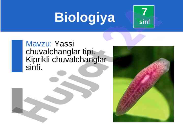 Yassi chuvalchanglar va kiprikli chuvalchanglar