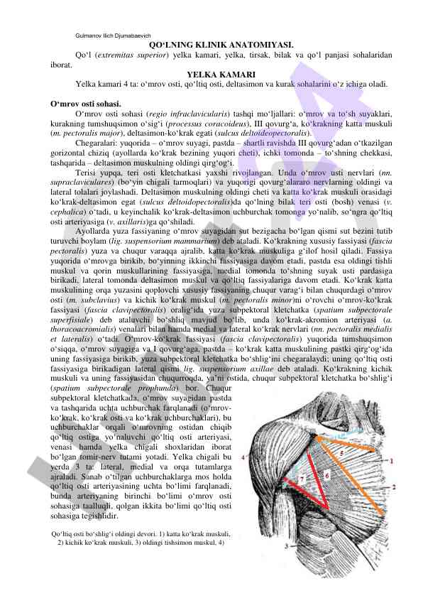 Qo‘lning klinik anatomiyasi tahlili