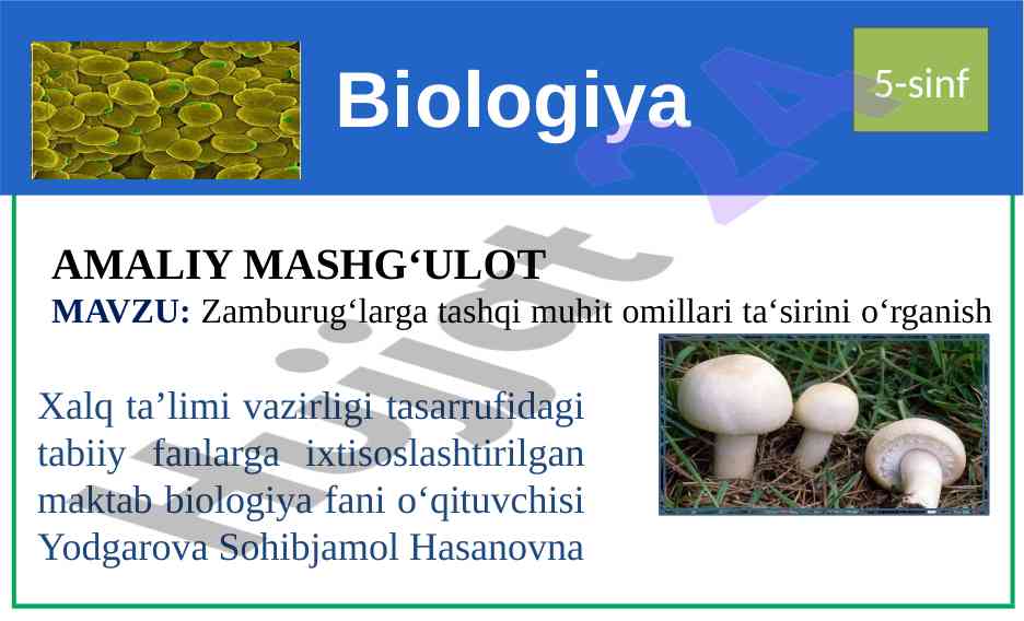 Zamburug‘larga tashqi muhit omillari ta‘sirini o‘rganish