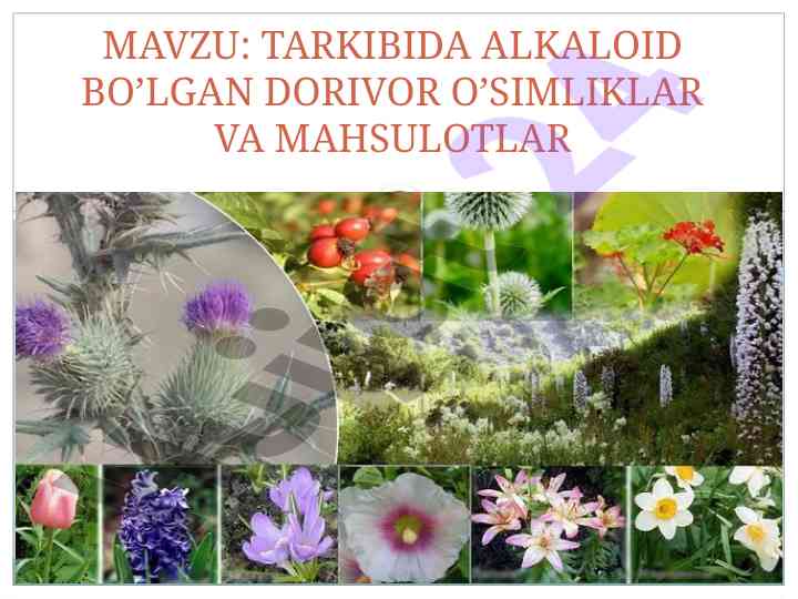 Tarkibida alkaloid bo’lgan dorivor o’simliklar