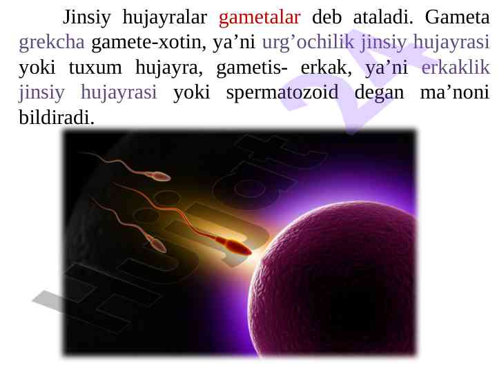 Fotosuratning jinsiy garoyibotlari