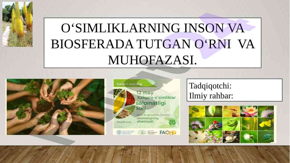 Oʻsimliklarning inson va biosferada tutgan oʻrni