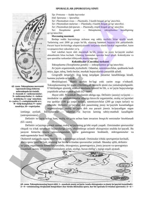 Sporalar va ularning tibbiyotda ahammiyati