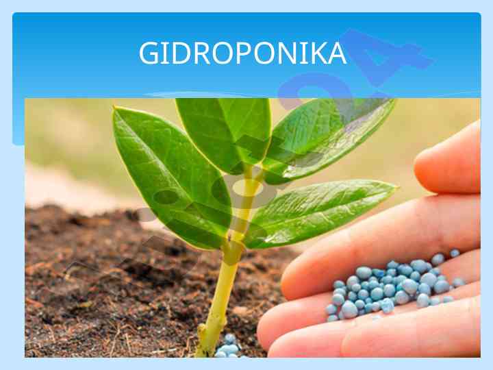 Gidroponika: tuproqsiz o'simliklarni o'stirish usuli