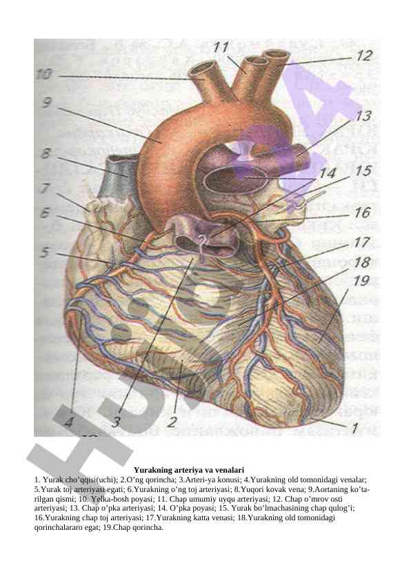 Yurak arteriyalari va venalari tahlili