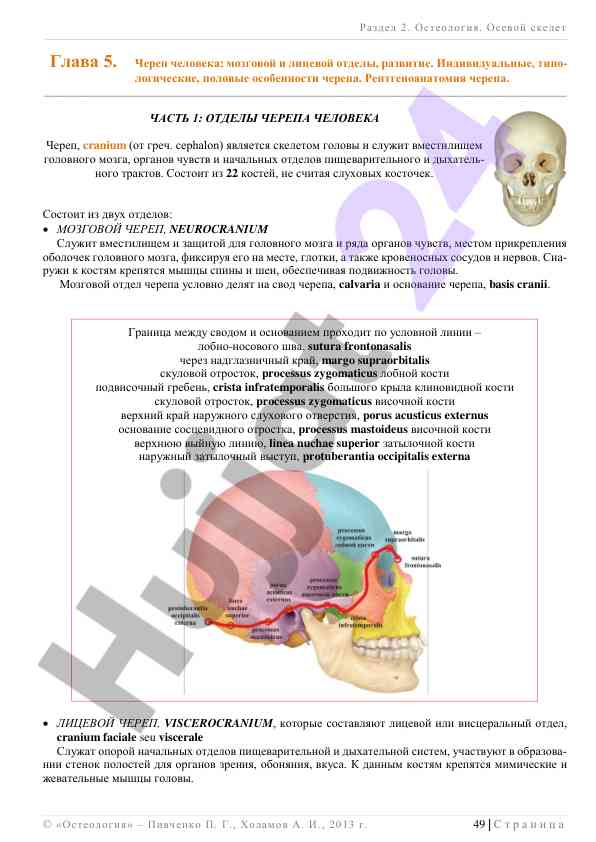 Остеология: череп человека и его структурные особенности