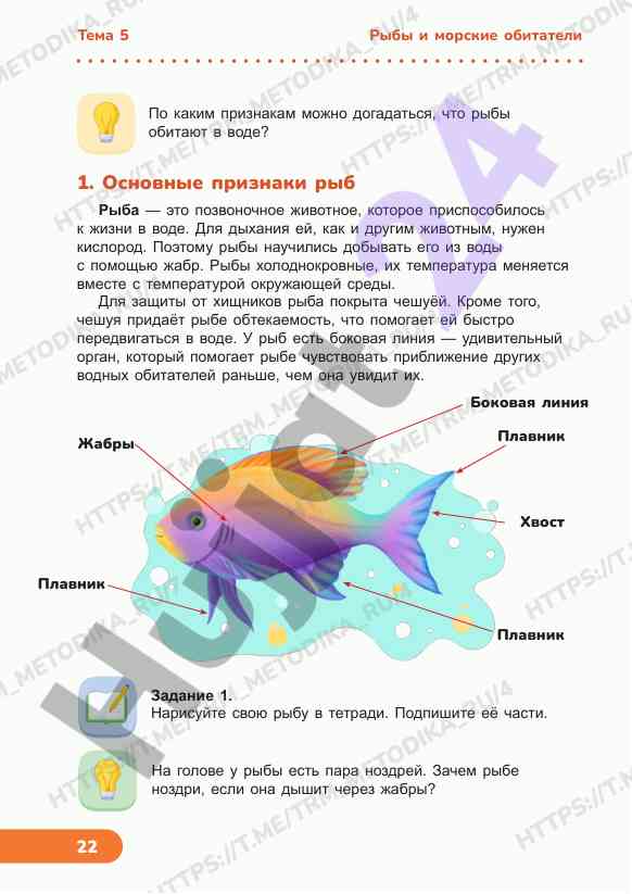 Основные признаки рыб и морских обитателей