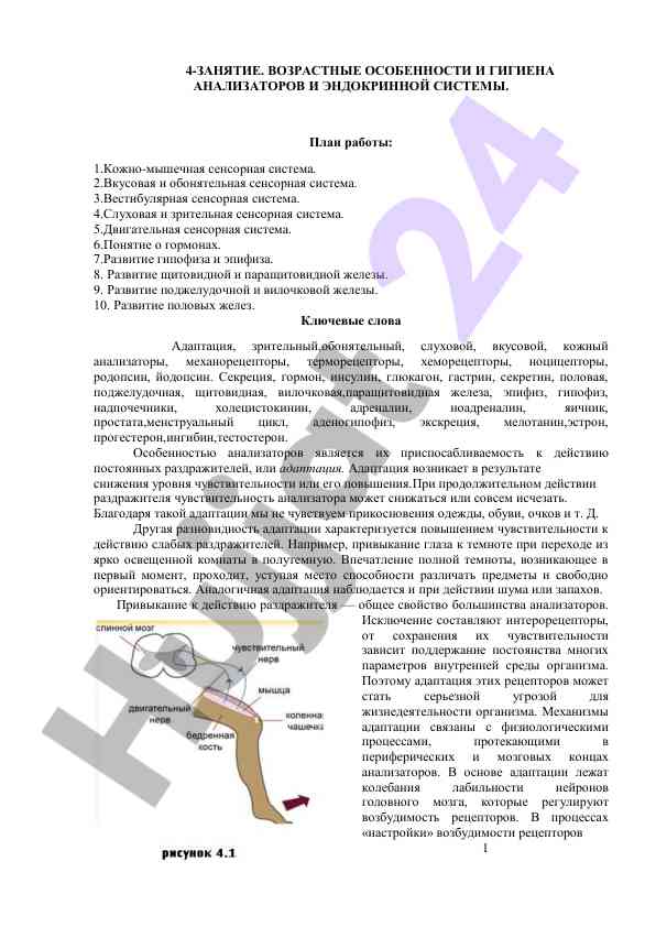 Возрастные особенности и гигиена анализаторов