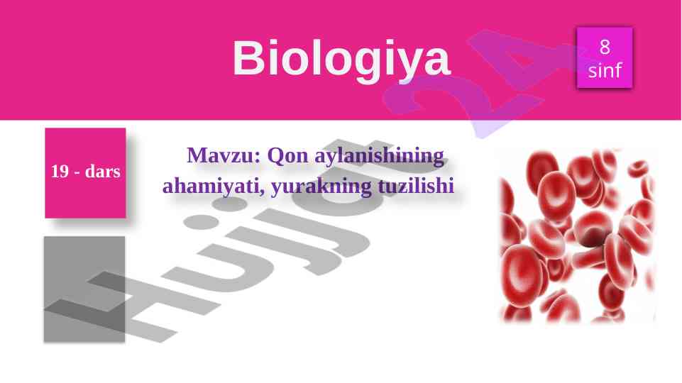 Qon aylanishining ahamiyati va yurak tuzilishi