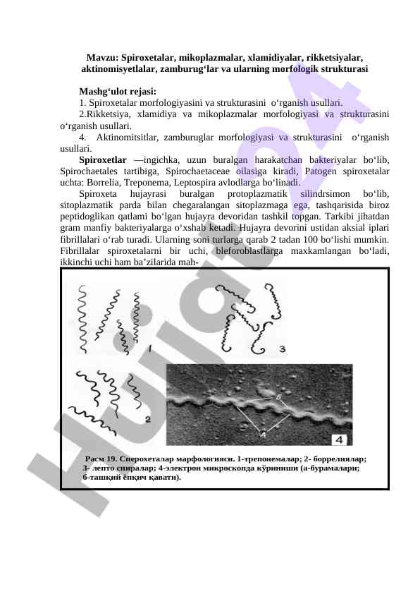Spiroxetalar va ularning morfologik strukturasi