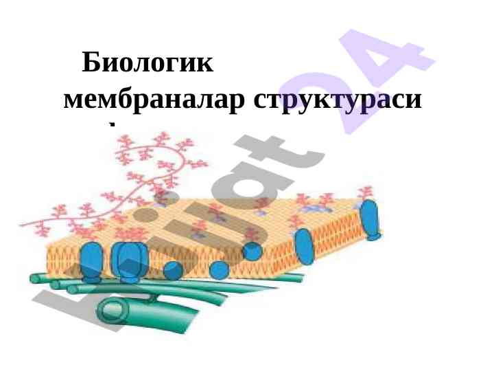 Biologik membranalar strukturasi va funktsiyasi