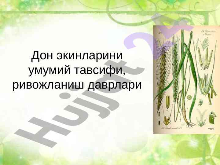 Дон экинларини умумий тавсифи ривожланиш даврлари