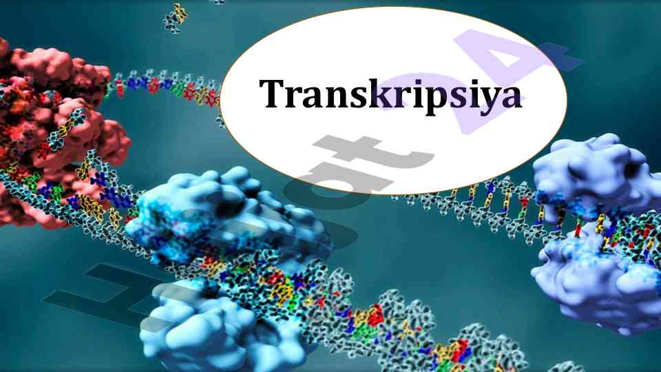 Dnk replikatsiyasi va transkripsiya jarayoni