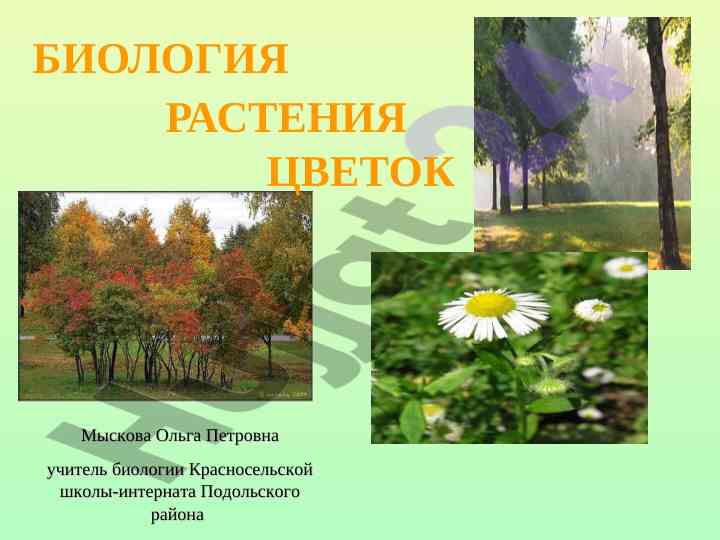 Изучение строения цветка и его значение