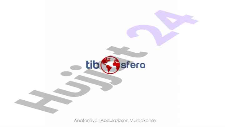 Orqa va ko’krak muskullari anatomiyasi