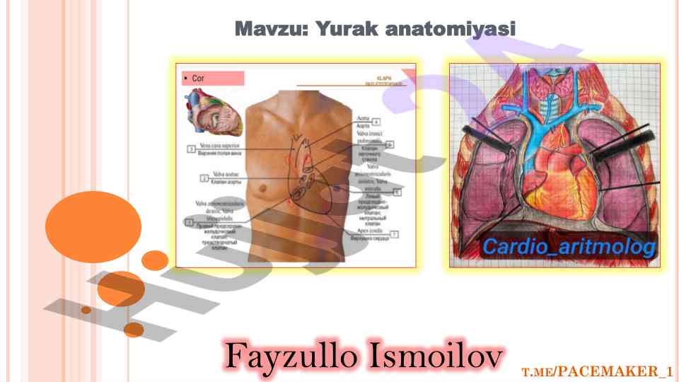Yurak anatomiyasi va uning tuzilmalari