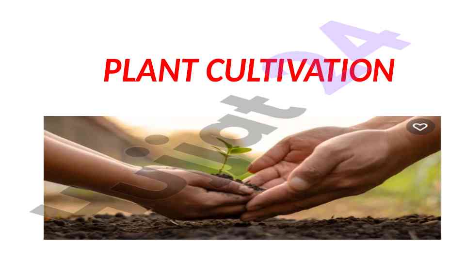 Plant cultivation techniques for soil improvement
