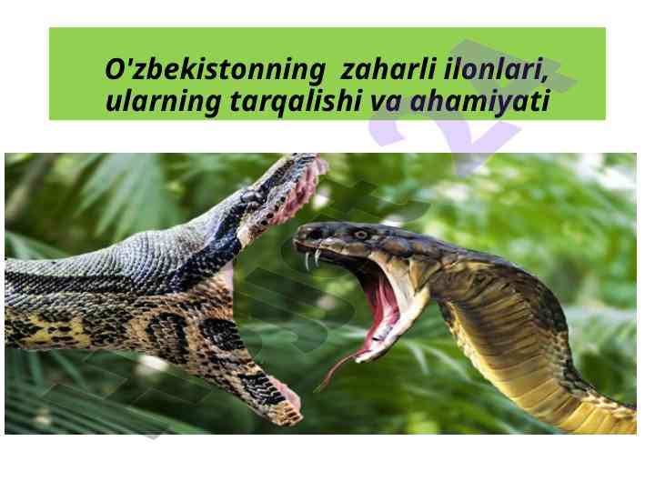 O'zbekistonning zaharli ilonlari va ularning ahamiyati