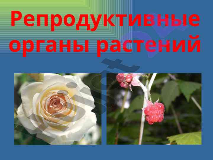 Строение цветка и виды плодов растений