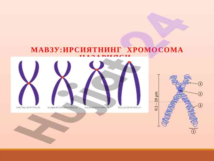 Irsiya va xromosoma nazariyasi tahlili