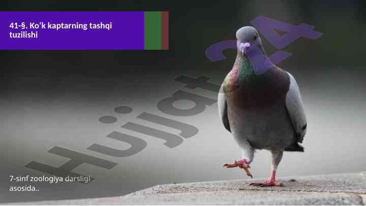 Ko‘k kaptarning tashqi tuzilishi 7-sinf zoologiya darsligi