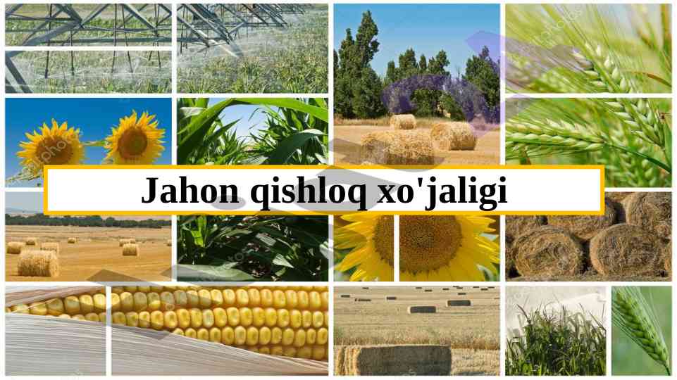 Jahon qishloq xo'jaligi va uning ahmiyati