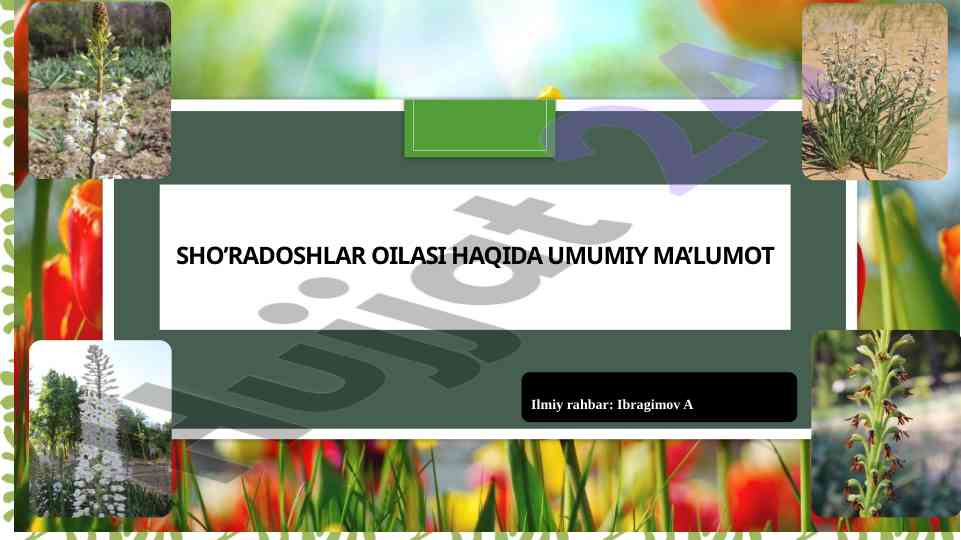 Sho'radoshlar oilasi haqida umumiy ma'lumot