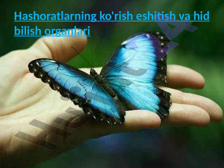 Hashoratlarning ko'rish, eshitish va hid bilish organlari