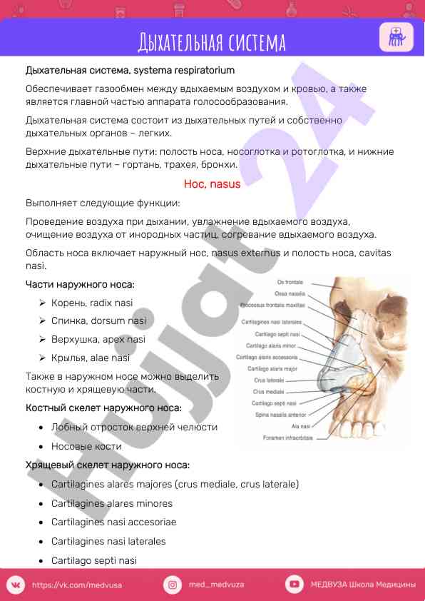 Дыхательная система и ее структура