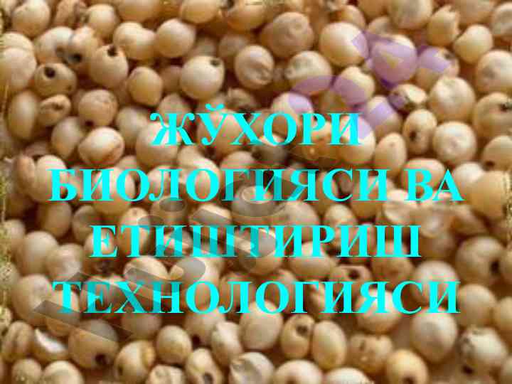 Jo‘xori biologiyasi va e'tishtirish texnologiyasi