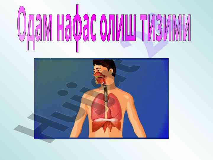 Odam nafas olish tizimi slaydlar to'plami