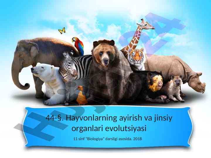 Hayvonlarning ayirish va jinsiy organlari evolutsiyasi