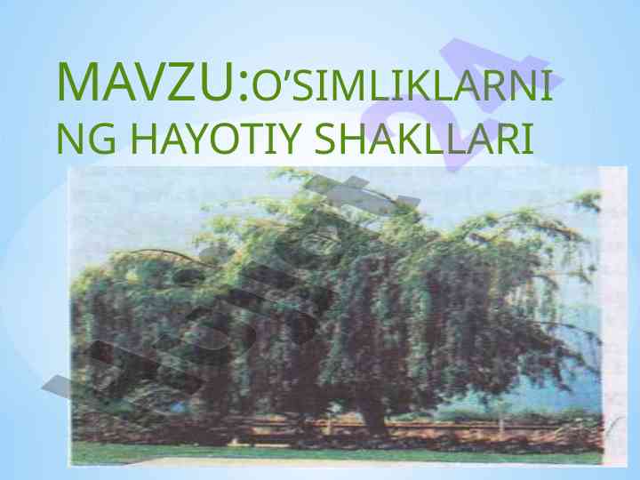 O’simliklarning hayotiy shakllari tahlili
