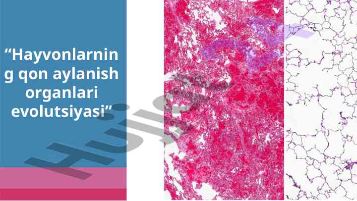 Hayvonlarning qon aylanish organlari evolutsiyasi