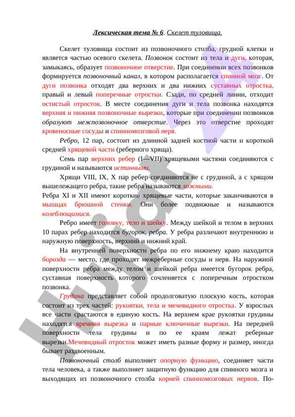 Строение скелета туловища и позвонков