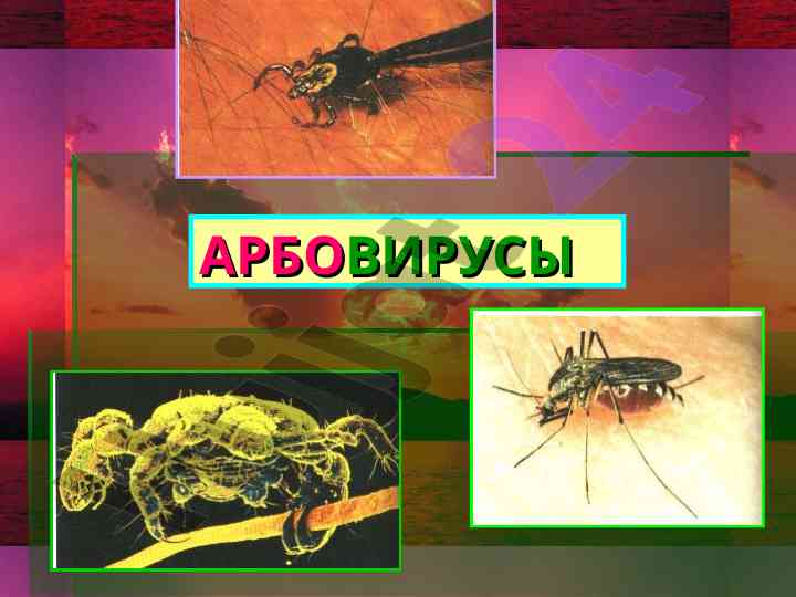 Арбовирусы и их переносчики в природе