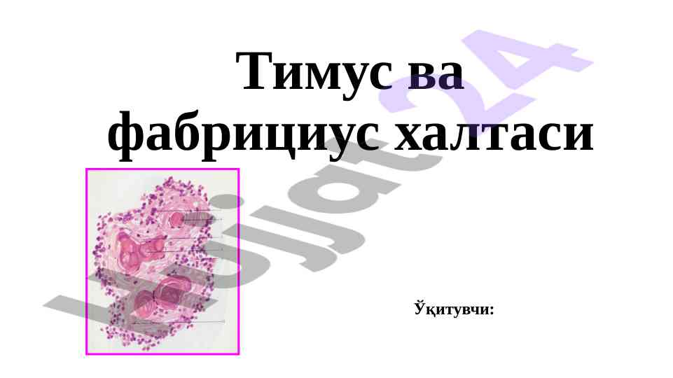 Immun tizimi va timus halatasi haqida maʼlumotlar