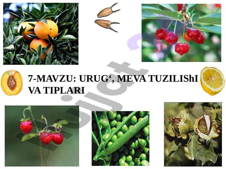 Urug‘ va meva tuzilishi va tiplari