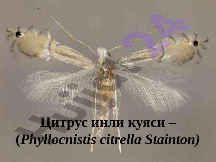 Цитрус инли куяси: микробиологик таҳлил