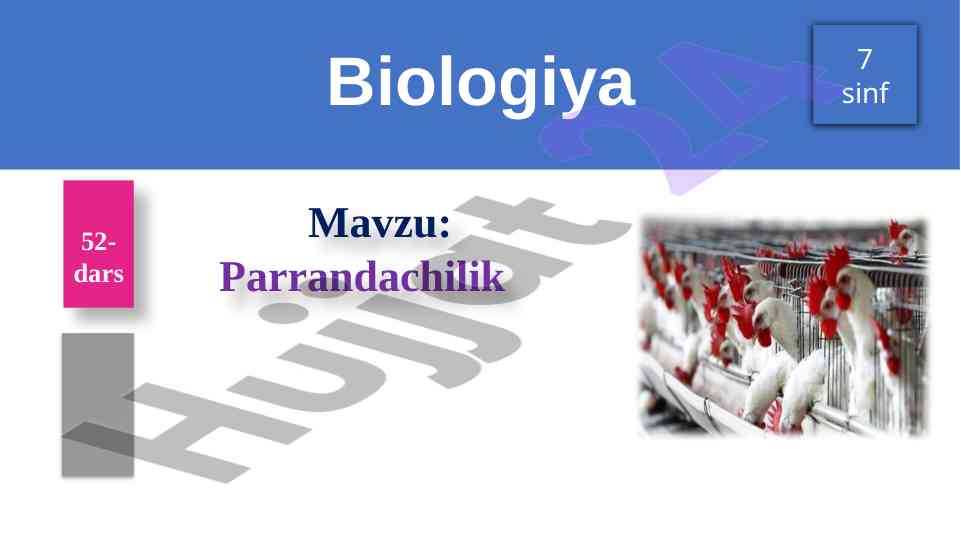 Xonaki parrandalar zotlari tahlili va ta'rifi