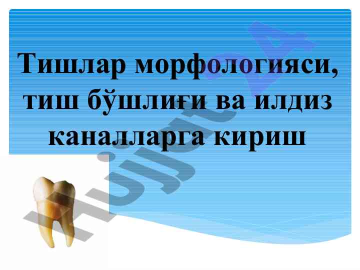 Tishlar morfologiyasi va ilviz kanalarga kirish