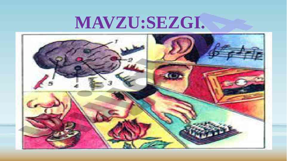 Sezgilar haqida umumiy tushuncha va tasnifi